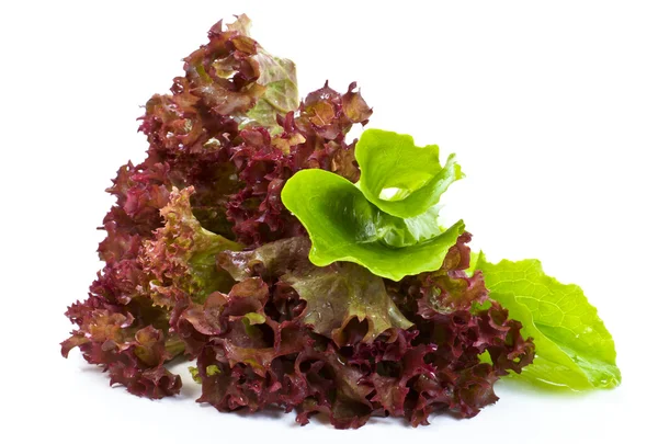 Салат з листям — стокове фото