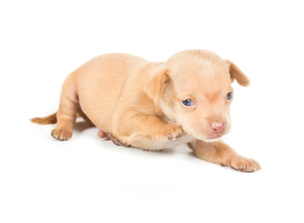 Beyaz arka planda chihuahua köpek yavrusu — Stok fotoğraf