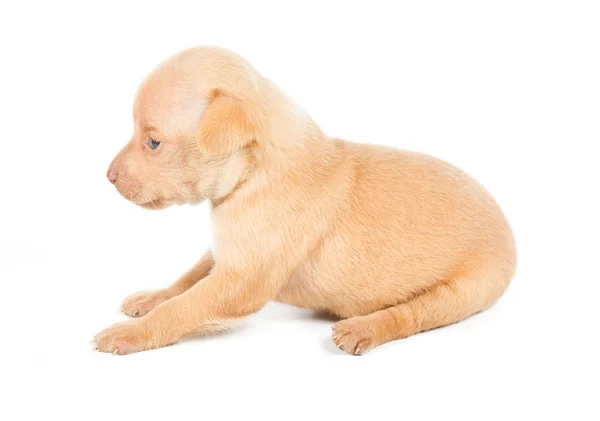 Chihuahua cucciolo su sfondo bianco — Foto Stock
