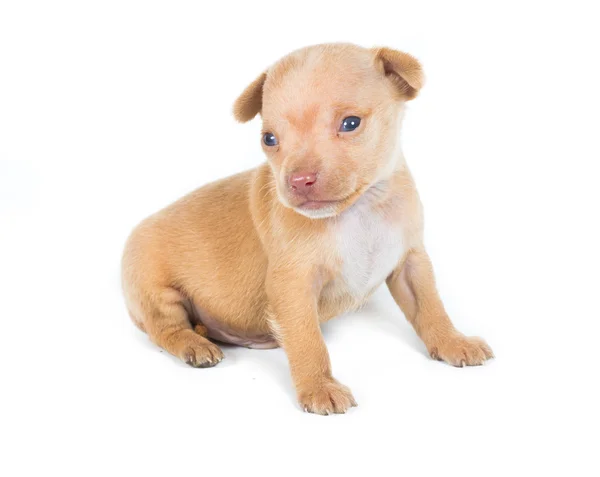 Chihuahua cucciolo su sfondo bianco — Foto Stock