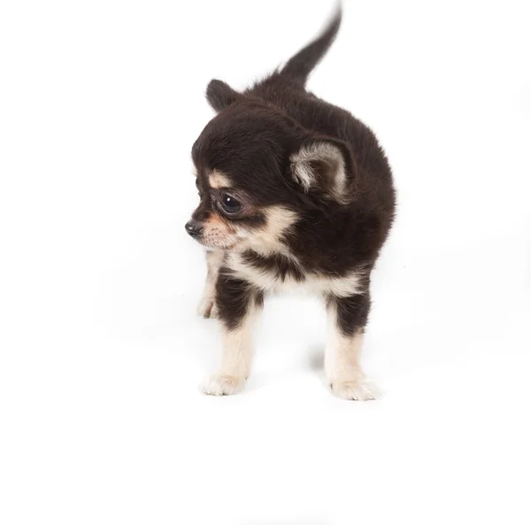 Chihuahua cachorro sobre fondo blanco — Foto de Stock