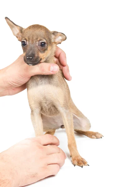 Chihuahua cachorro sobre fondo blanco —  Fotos de Stock