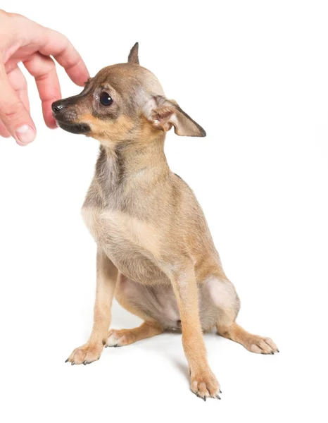 Chihuahua chiot sur fond blanc — Photo