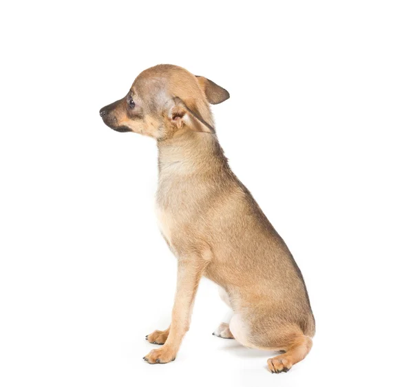 Chihuahua-Welpe auf weißem Hintergrund — Stockfoto