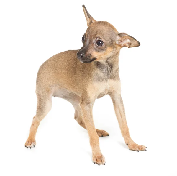 Chihuahua chiot sur fond blanc — Photo