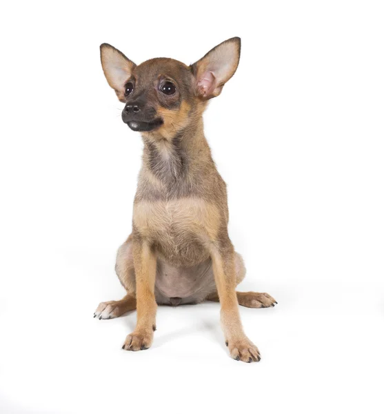 Chihuahua hvalp på hvid baggrund - Stock-foto