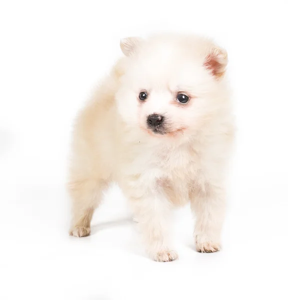 Pomeranian cão isolado em um fundo branco — Fotografia de Stock