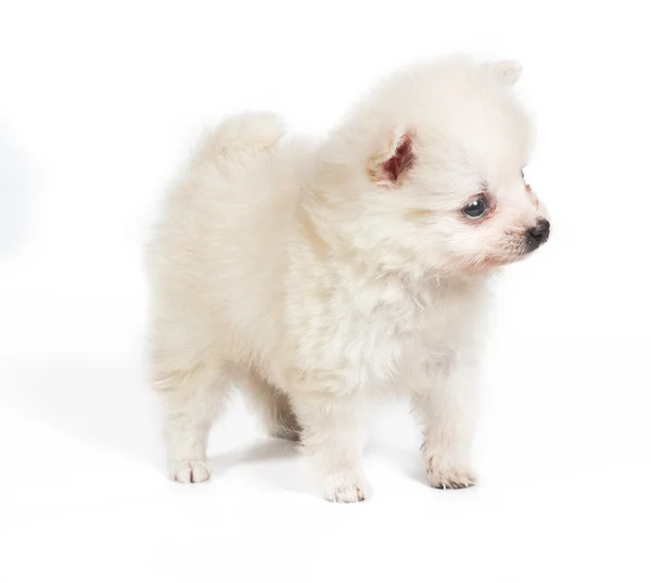 Pomeranian hund isolerad på en vit bakgrund — Stockfoto