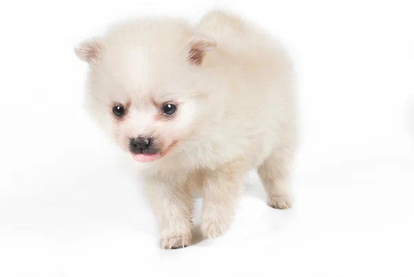 Cane di Pomerania isolato su sfondo bianco — Foto Stock
