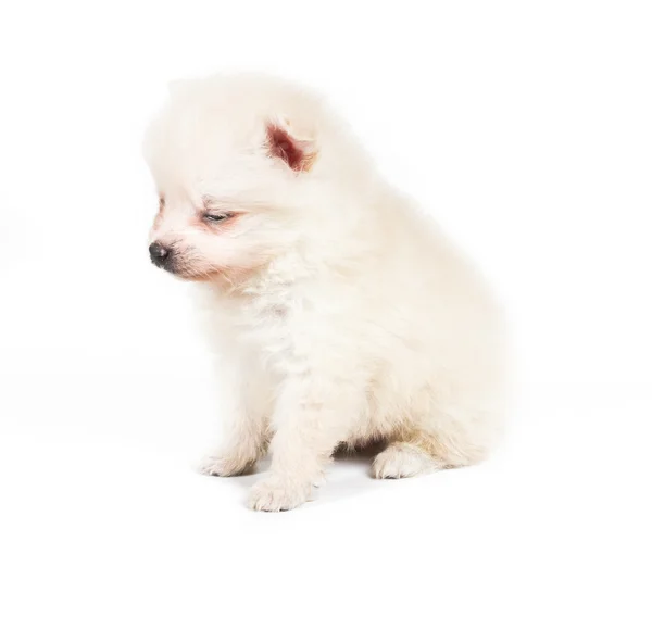 หมาปอมเมอเรเนียนถูกแยกจากพื้นหลังสีขาว — ภาพถ่ายสต็อก