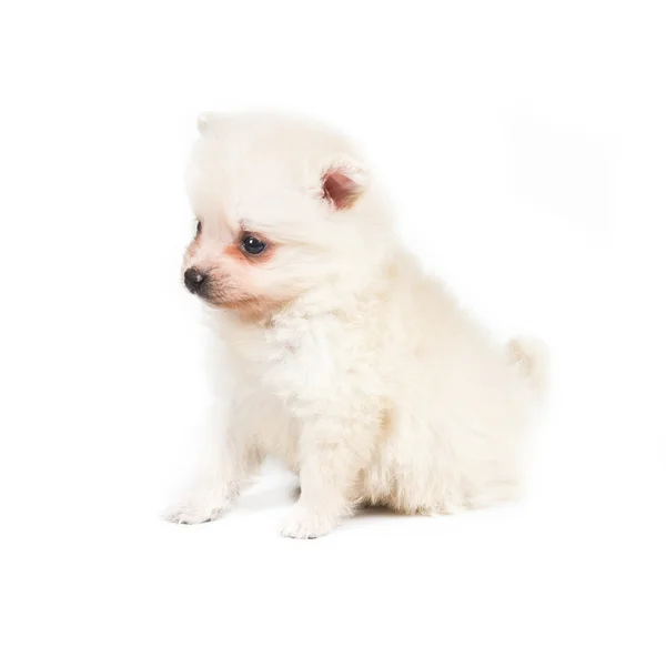 Beyaz bir arka plan üzerinde izole Pomeranya köpeği — Stok fotoğraf