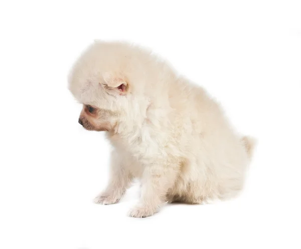 Beyaz bir arka plan üzerinde izole Pomeranya köpeği — Stok fotoğraf