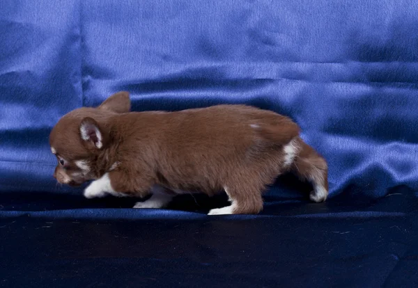 Chihuahua yavrusu — Stok fotoğraf