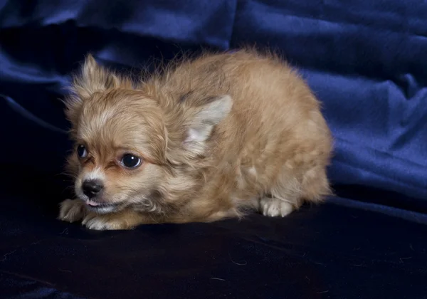 Szczeniak Chihuahua — Zdjęcie stockowe