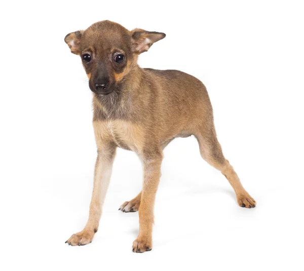 Chihuahua puppy on white background Stock Photo