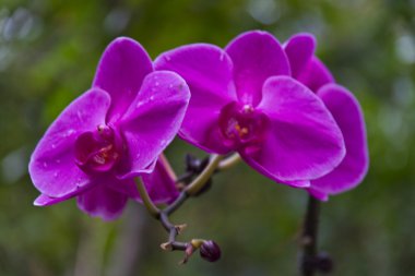 güzel orkide - phalaenopsis