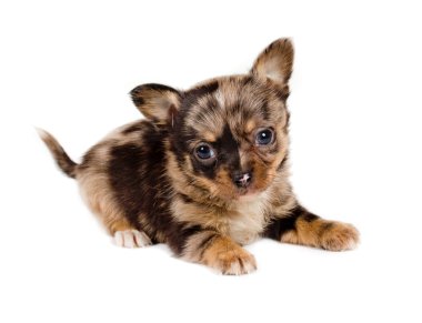 Beyaz arka planda bir chihuahua köpek yavrusu