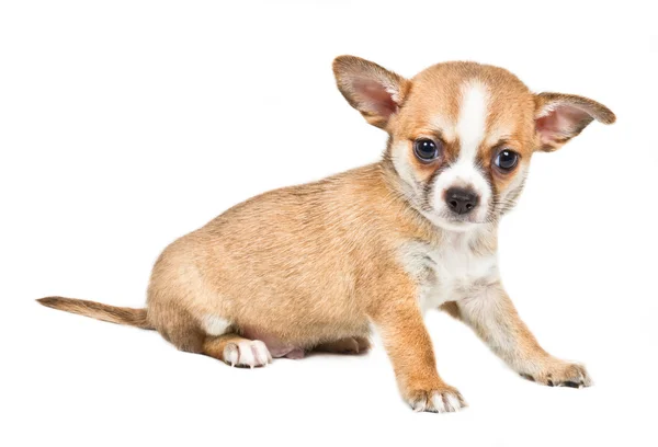 Chihuahua cachorro na frente de fundo branco — Fotografia de Stock