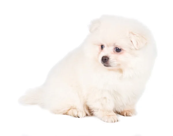 Pomeranian Spitz cachorro sobre un fondo blanco — Foto de Stock
