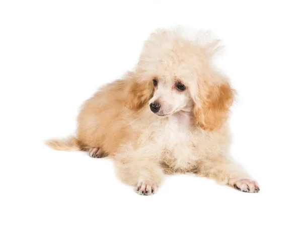 Абрикосовый портрет щенка пуделя на белом фоне — стоковое фото