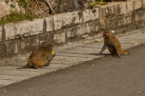 Monyet liar (Rhesus Macaque ) — Stok Foto