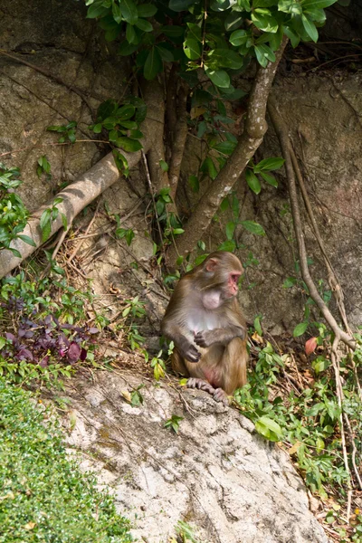 野生の猿 (アカゲザル) — ストック写真