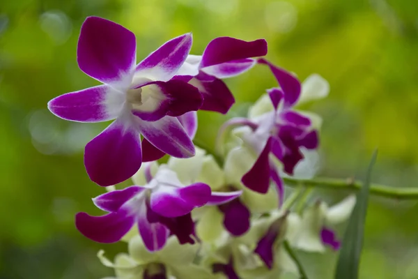 Красива орхідея фаленопсис — стокове фото