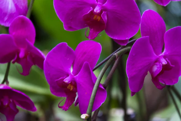 Красива орхідея фаленопсис — стокове фото