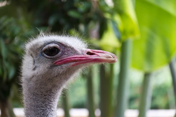 Stock image Ostrich