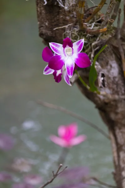 Schöne Orchidee - phalaenopsis — Stockfoto