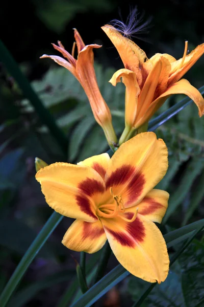 Yellow lillies — Stock Photo, Image