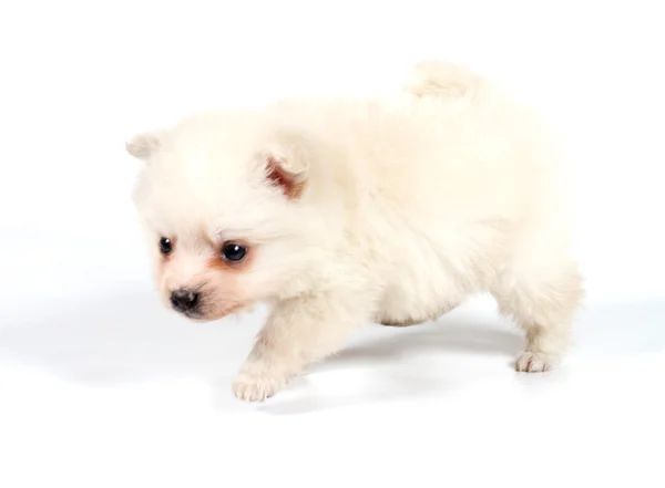 Pomeranian σκύλος απομονωθεί σε λευκό φόντο — Φωτογραφία Αρχείου