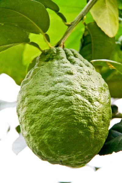 Grönt citron på en citron träd — Stockfoto