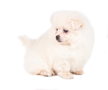 Beyaz arka planda Pomeranian Spitz köpekleri