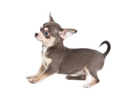 çikolata ve beyaz bir chihuahua köpek yavrusu, 8 hafta yaşlı, fr içinde duran