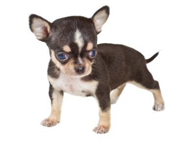 Chihuahua yavrusu