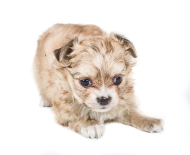 Beyaz arka planda chihuahua köpek yavrusu