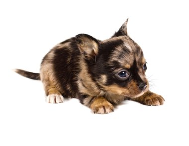 Beyaz arka planda bir chihuahua köpek yavrusu