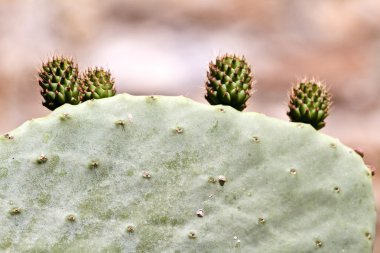 opuntia kaktüsler yakın çekim