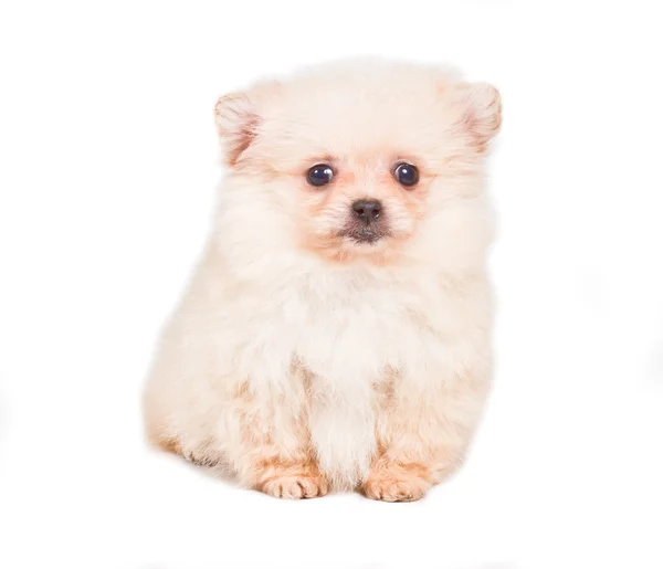 白色背景的波美拉尼亚斯皮茨小狗 — 图库照片