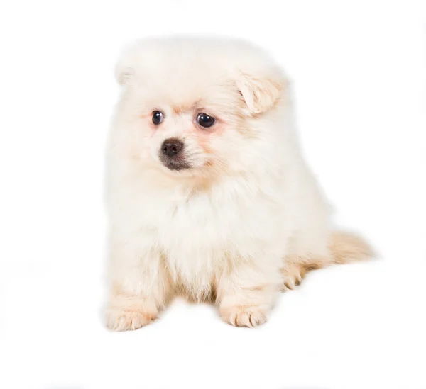 Pomeranian Spitz cachorro sobre un fondo blanco — Foto de Stock