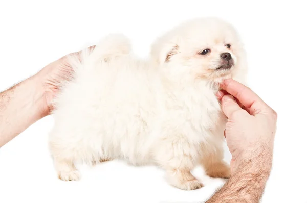 Pomeranian Spitz filhote de cachorro em um fundo branco — Fotografia de Stock