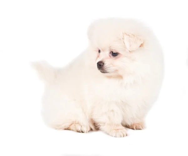 Pomeranian Spitz cachorro sobre un fondo blanco —  Fotos de Stock