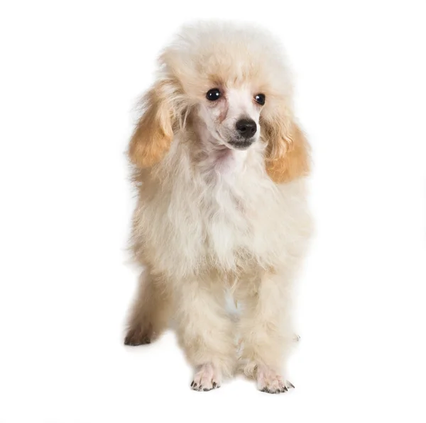 Retrato de cachorro de albaricoque sobre un fondo blanco —  Fotos de Stock