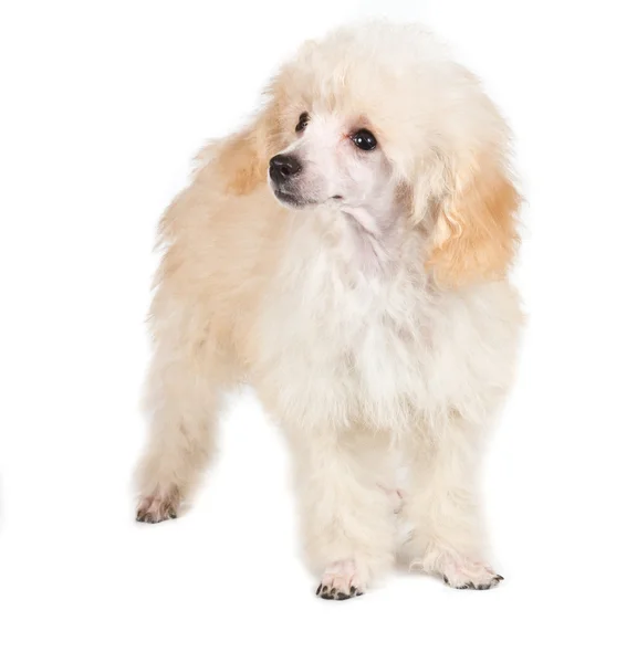 Aprikot pudl štěně portrét na bílém pozadí — Stock fotografie