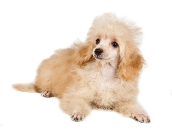 Beyaz zemin üzerine kayısı kaniş köpek portre — Stok fotoğraf