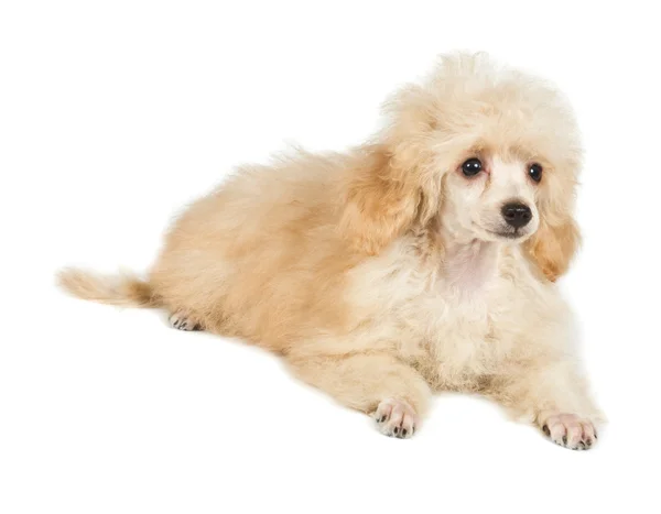 Βερίκοκο poodle κουτάβι πορτρέτο σε λευκό φόντο — Φωτογραφία Αρχείου