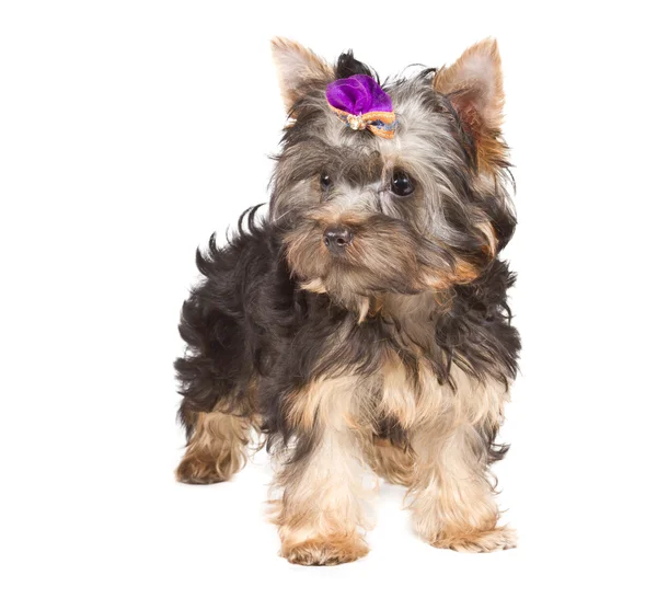 Yorkshire terrier looking at the camera in a head shot, against — Stock Photo, Image