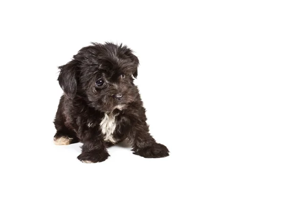 白い背景に子犬のヨークシャーのテリア — ストック写真