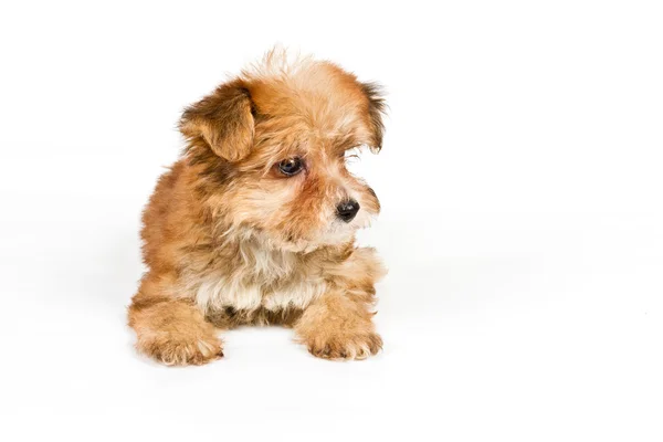 白い背景に子犬のヨークシャーのテリア — ストック写真